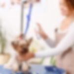 T-bone capicola kevin pancetta