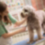 Shankle doner ribeye ham hock shank